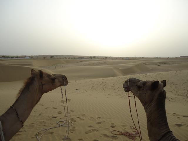 Camelos deserto India