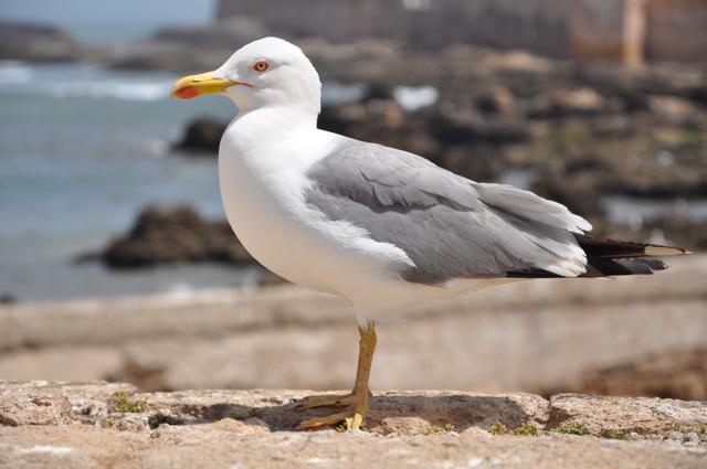 As gaivotas dominam a cidade, e quando os falcões não estão na ilha, elas também se alojam por lá