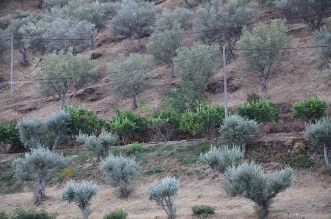 Além das videiras, toda quinta tem a sua plantação de olivas e produz o próprio azeite.