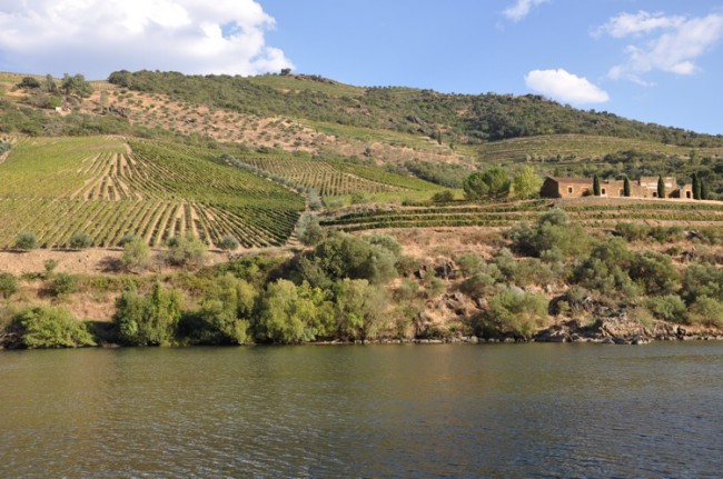 As videiras se estendem ao longo o rio Douro.
