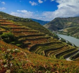 Passeio imperdível pelas vinícolas da região do Douro