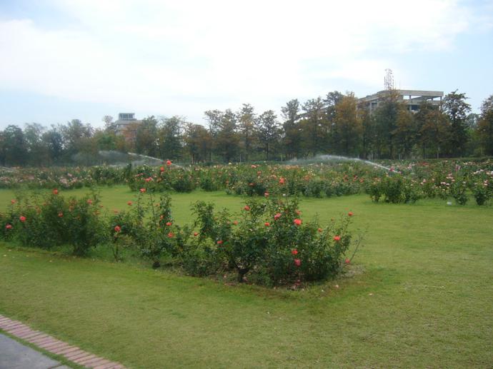 Jardim das rosas (Imagem: Wikimedia Commons)