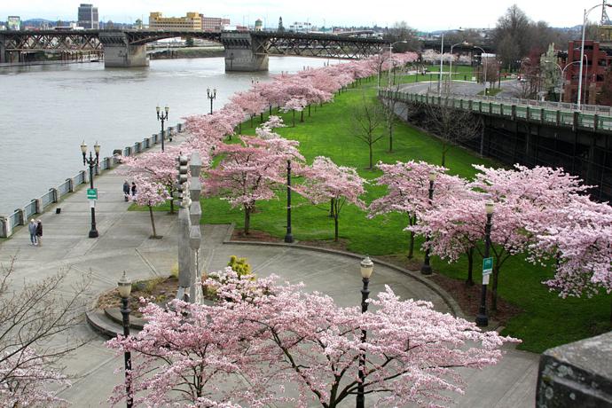 O Waterfront Park com as cerejeiras em flor na primavera (Imagem: reprodução)