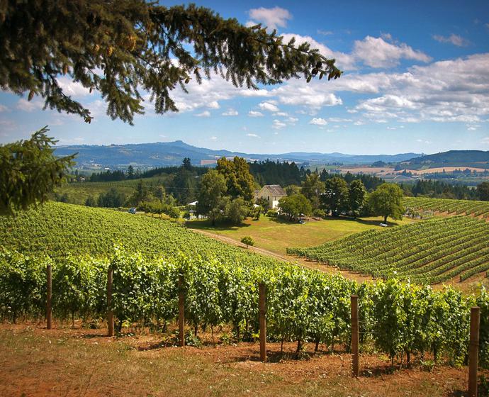 Willamette Valley e suas vinícolas (Imagem: reprodução)