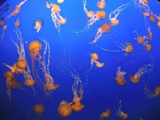 Medusas hipnotizantes do Aquario de Monterey