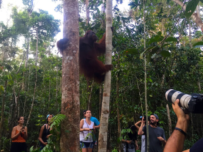 Borneo_orangutango