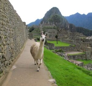 De trem ou por trilha: como ir para Machu Picchu?