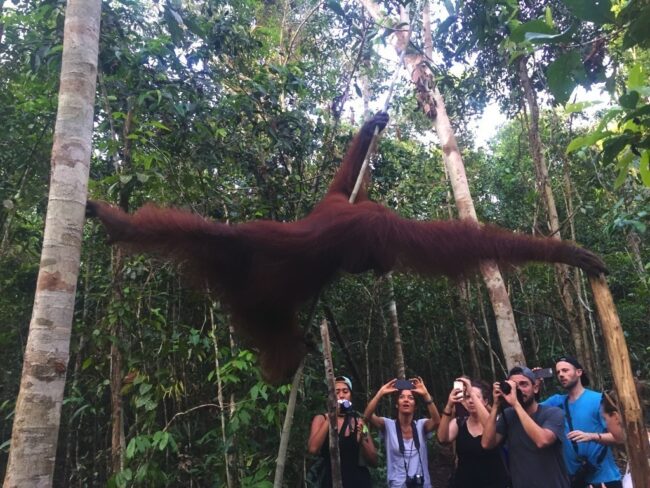 Minha interação com os macacos. Nesse caso, orangotangos em Bornéu! 
