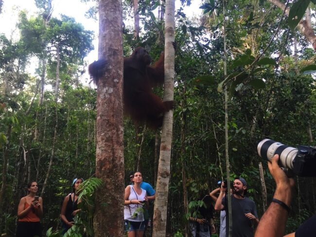 Interação do homem que fotografa o orangotango em Tanjung Putting, Bornéu. 