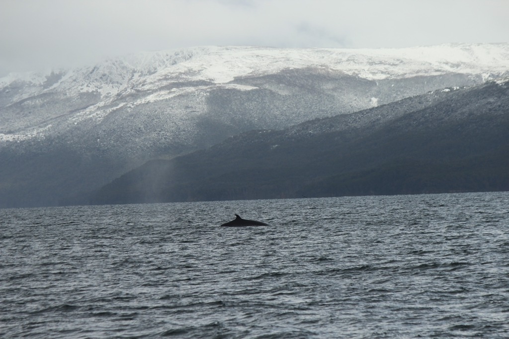 Baleia em Ushuaia