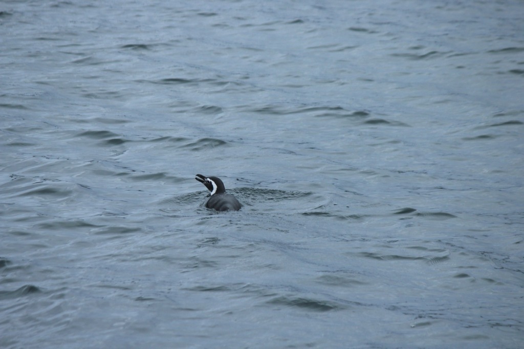 Pinguim em Ushuaia