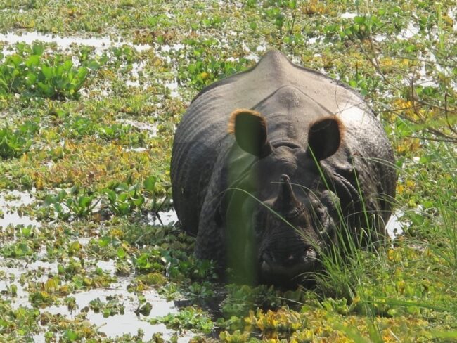 Rinoceronte imenso no meio do meu safário no Nepal