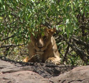 Os 7 animais mais incríveis que vi cara a cara durante minhas viagens