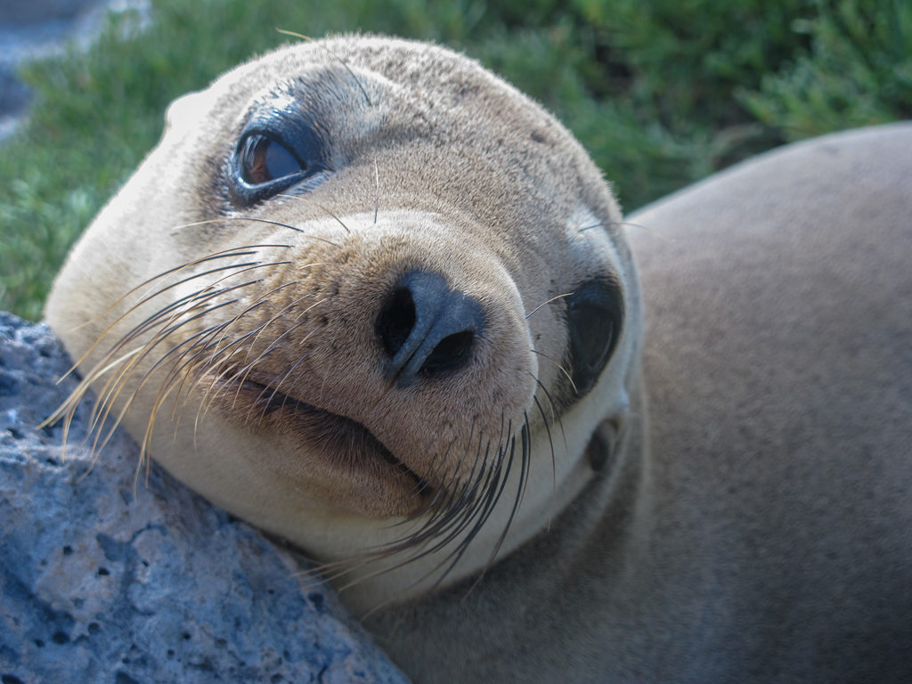 FOTO 1 - Lobos-marinhos são uma das grandes atrações de Galápagos. foto do rosto de um lobo marinho