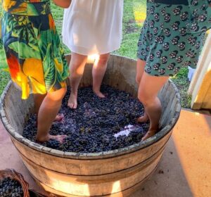 Vinícola Miolo: experiência completa no Vale dos Vinhedos