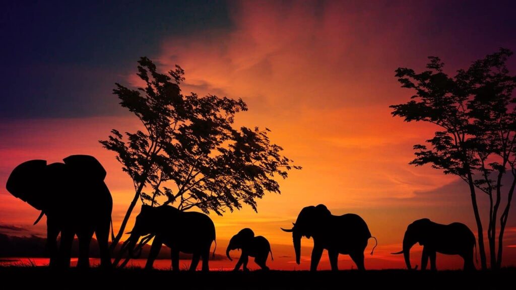 Parque Serengeti Tanzania