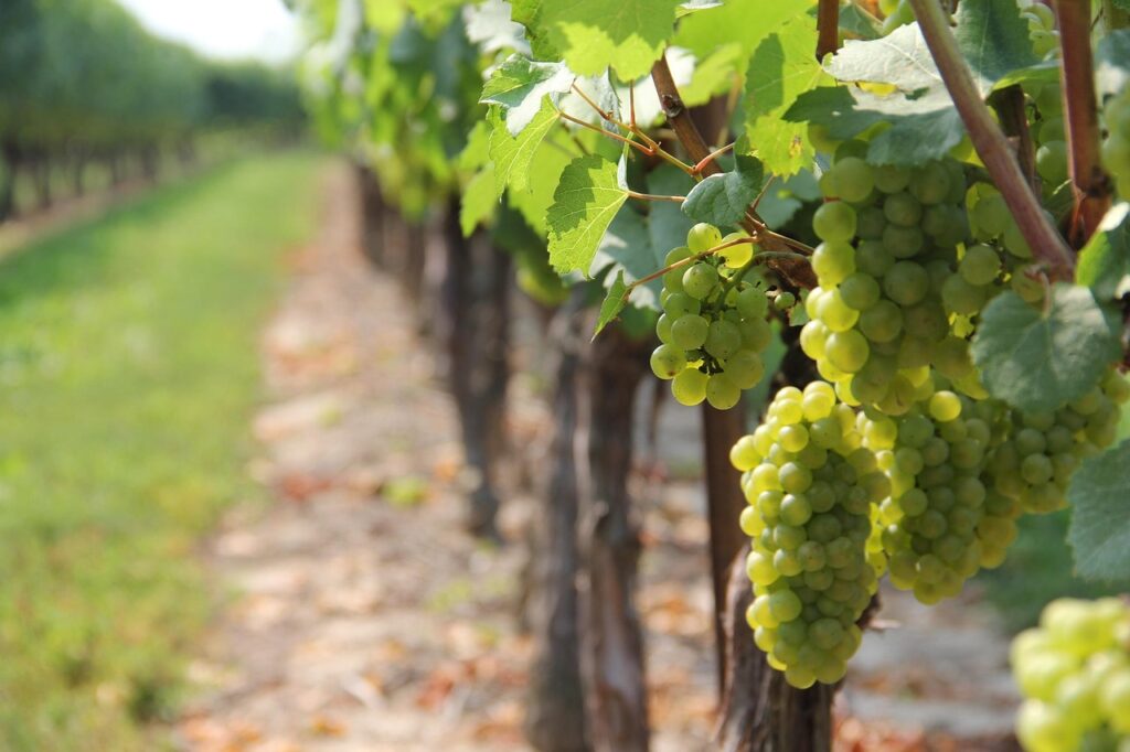 Vinho Vinhedo Vinícola Uva